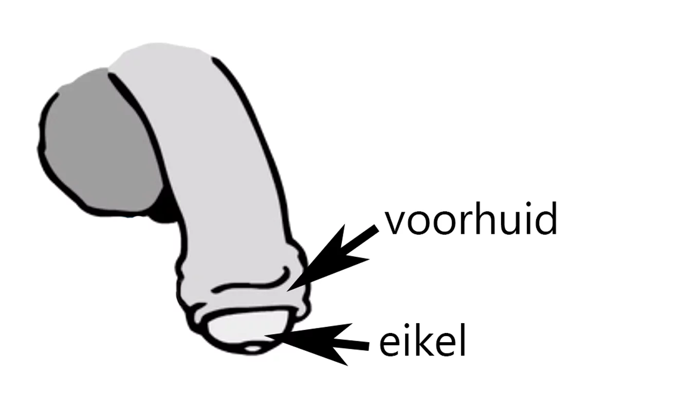 Eikel en voorhuid | Sense.info