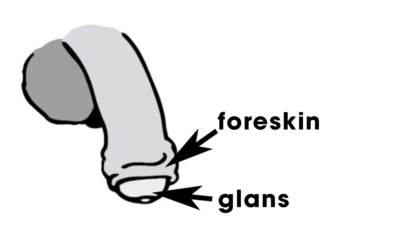 foreskin pulled back  