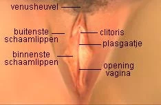 diagram vagina