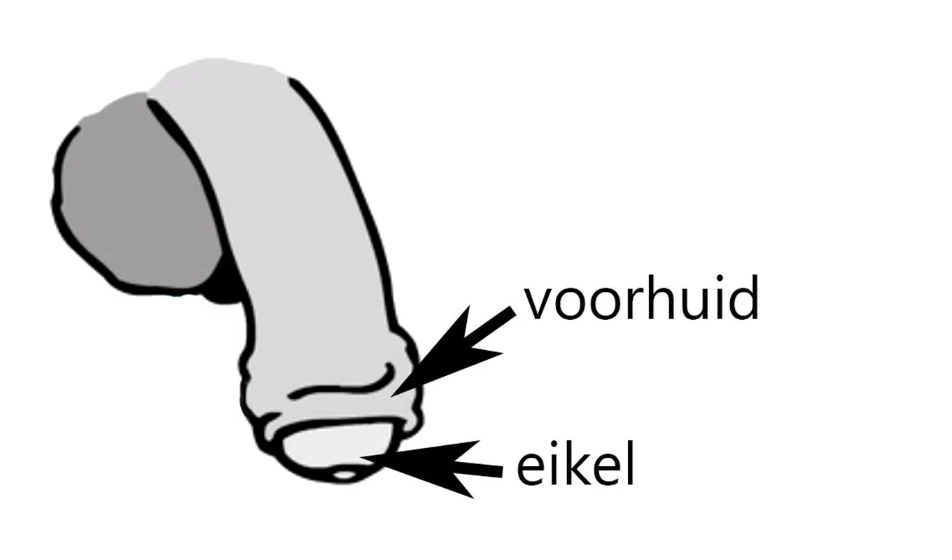 Afbeelding van een penis met de tekst voorhuid en eikel