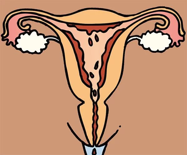 diagram menstruatie