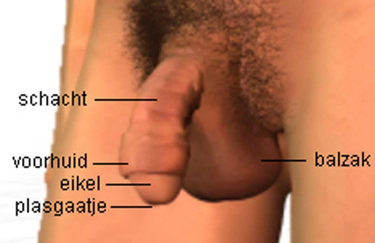 diagram van een penis