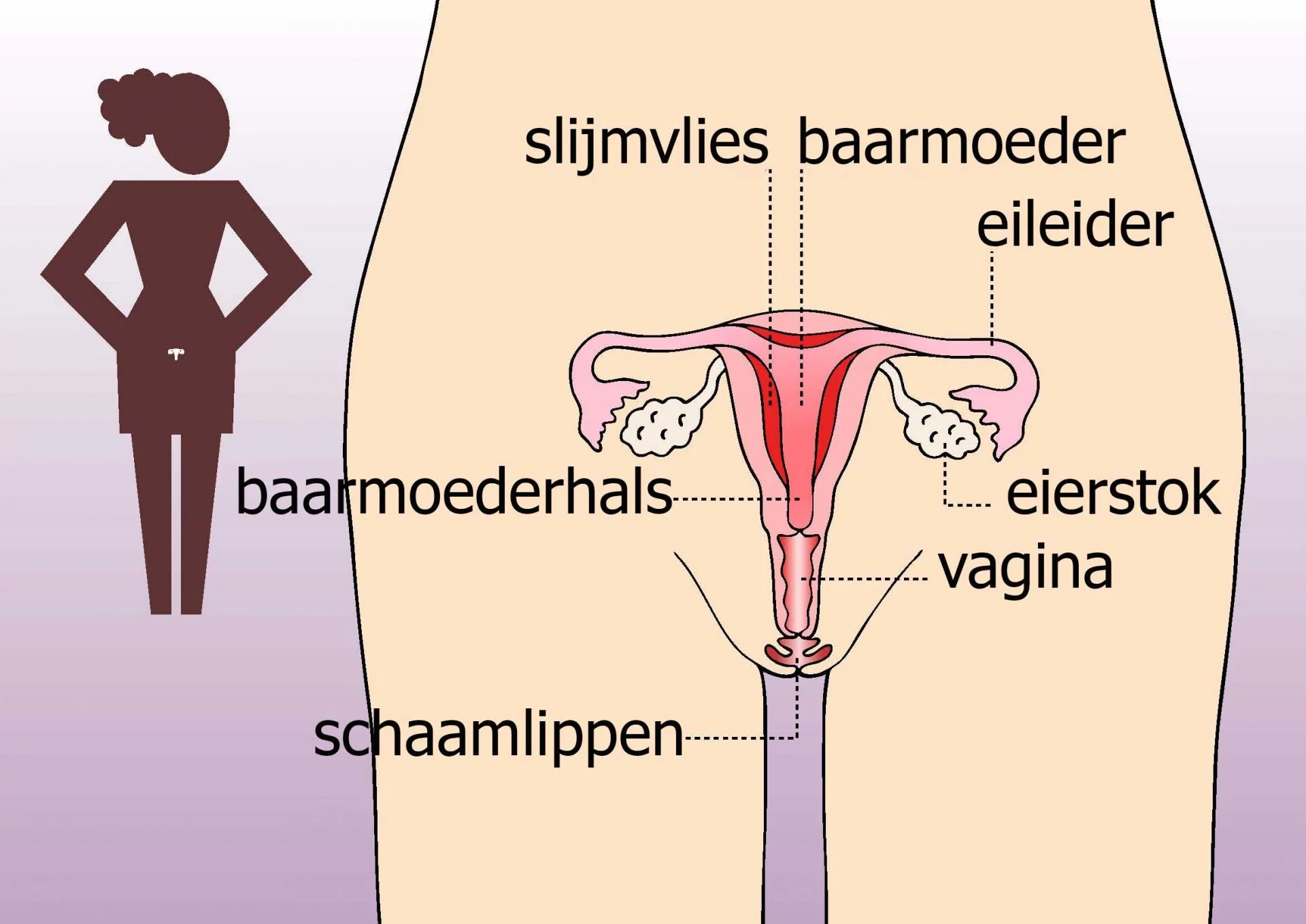 Eierstokken, eileiders en eicellen Sense.info