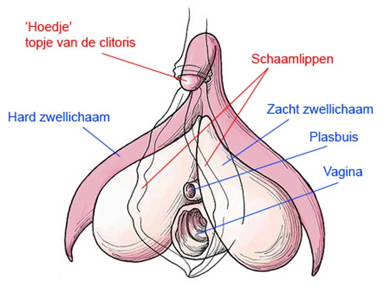 clitoris