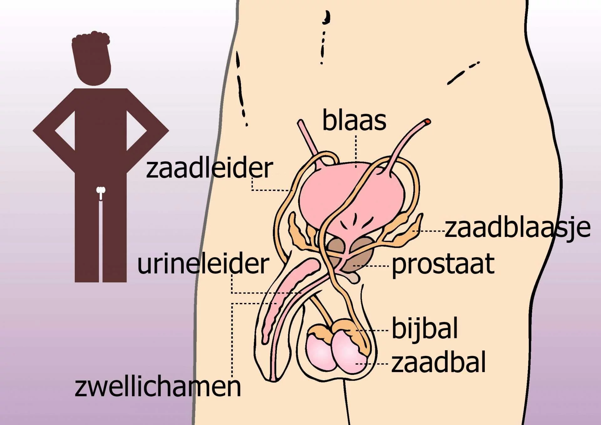 man voortplantingsorganen