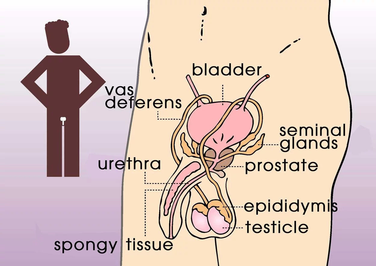Diagram of Male reproductive organs showing the bladder, vas deferens, urethra, spongy tissue, seminal glands, the prostate, the epididymis and testicles