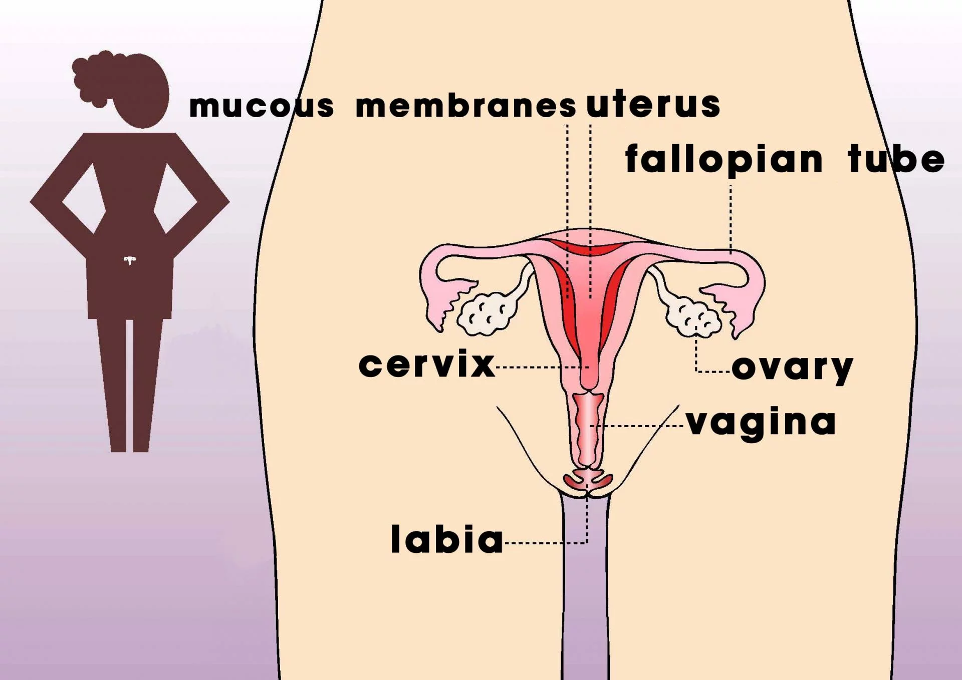 The menstrual cycle