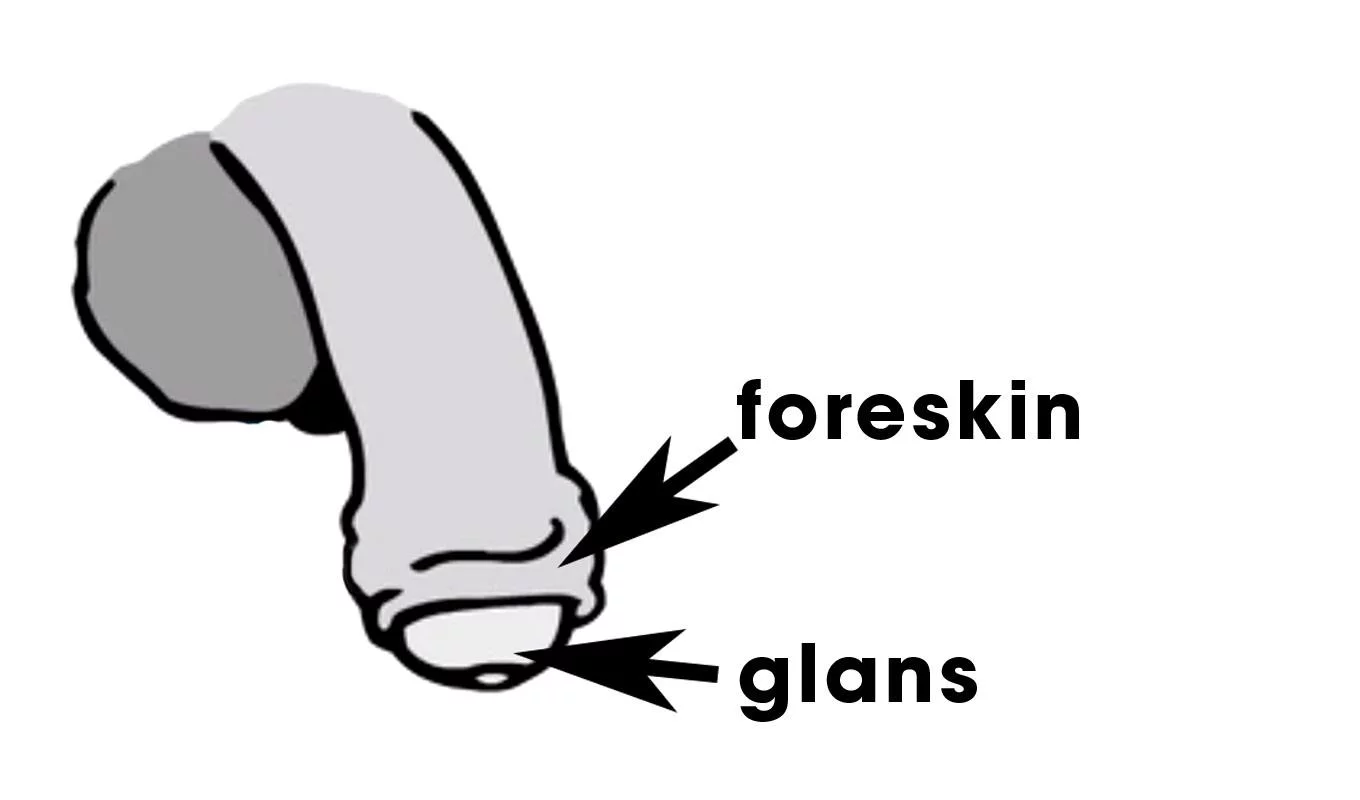 glans and foreskin
