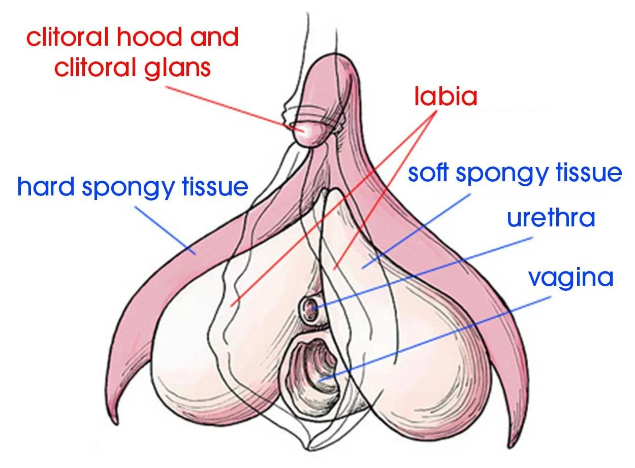 diagram of a clitoris including clitoral hood and clitoral glans, labia, hard spongy tissue, soft spongy tissue, urethra, vagina